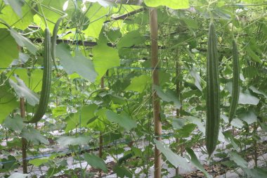 Bahçedeki bir bitkinin yeşil yaprakları