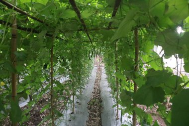 Seradaki yeşil bitki