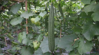 Bahçede yeşil yapraklar