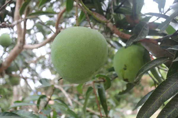 green mango fruit in the farm