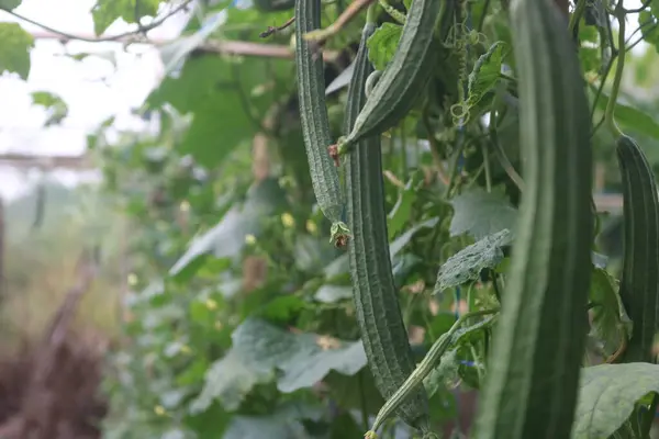 Bahçede yeşil salatalık.