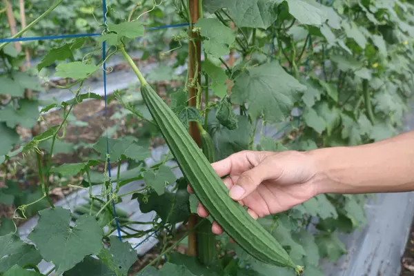 Siyah ipli yeşil elbiseli genç bir kadın.