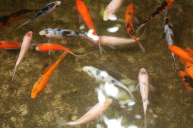 Gölde balık var, Flora.