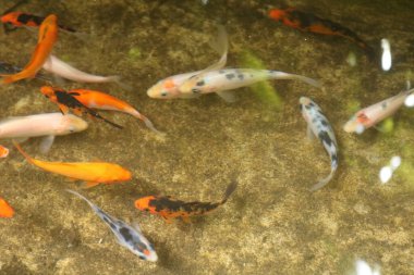 Sazan balığı gölette yüzüyor..