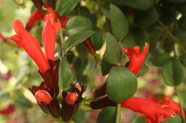 Bahçedeki ağacın kırmızı çiçeği.