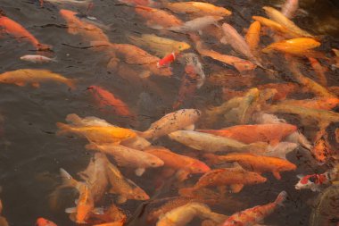 Göldeki koi balığı.