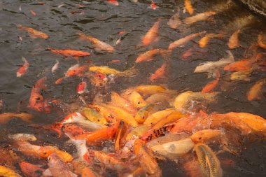 Balıklar gölette yüzer.