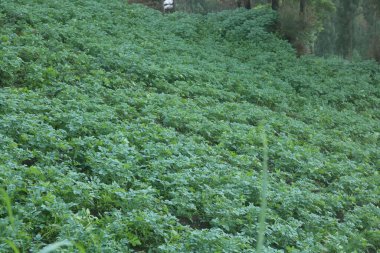 Bahçede yeşil patates tarlası