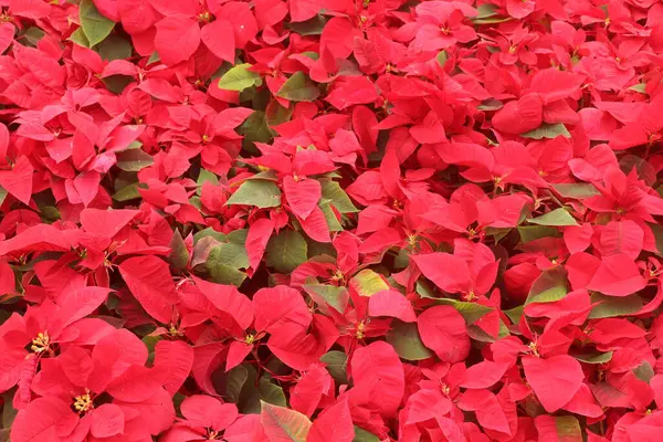 Noktalı çiçek bahçede.