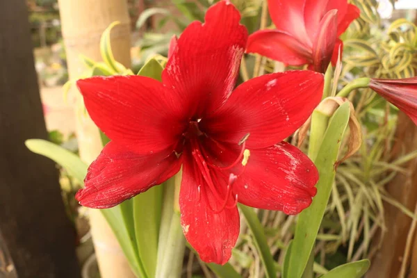 Bahçedeki kırmızı zambak çiçeği