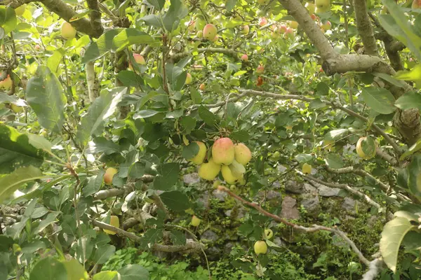 Meyveli yeşil elma ağacı