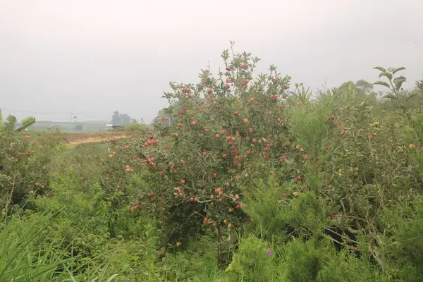 Bahçedeki kırmızı çiçekler