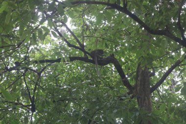 Ormandaki ağaç dalları