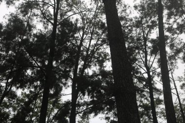 Ormanın güzel manzarası