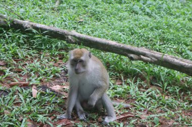 Vahşi maymun ormanda yürüyor..