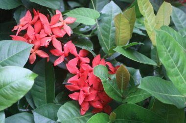 Bahçede kırmızı ve yeşil yapraklar