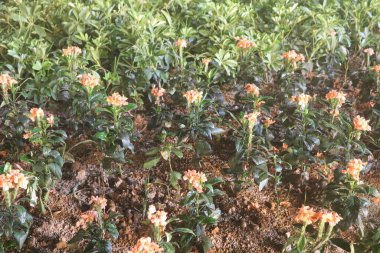 Güzel botanik fotoğrafı, doğal duvar kağıdı.