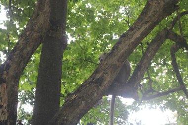 Ağaç gövdesi doğada, Flora.