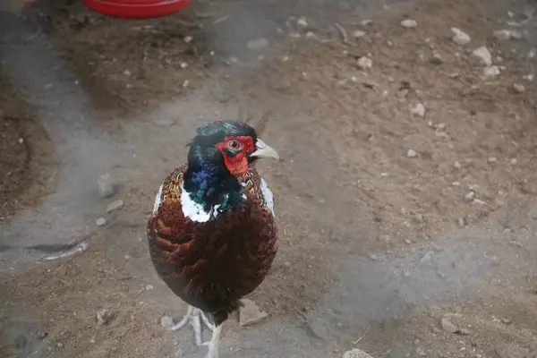 Hayvanat bahçesinde küçük bir kuş