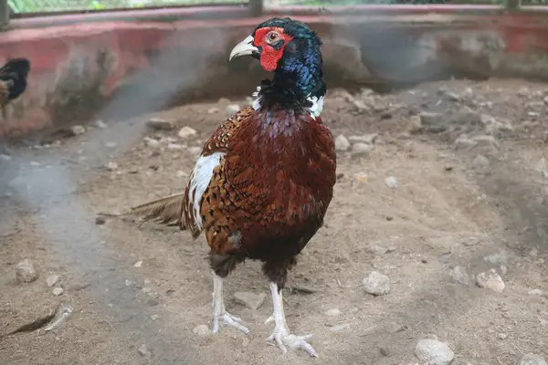 Yaklaş - Güzel bir kuşa