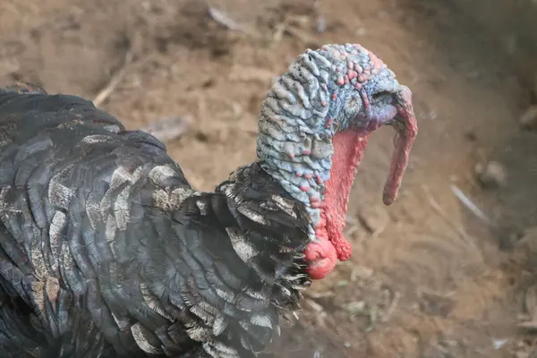 Bir hindinin portresi.