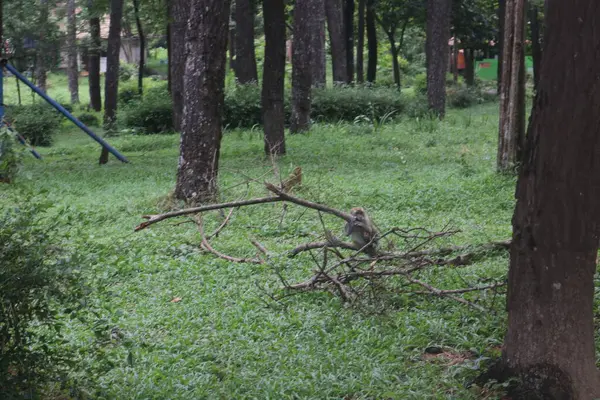 Güzel bir kuşun yakın çekimi.