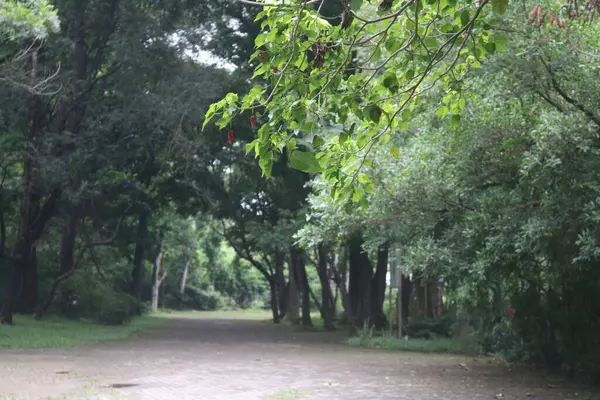 Ağaçlar ve bitkilerle dolu ormanda yol