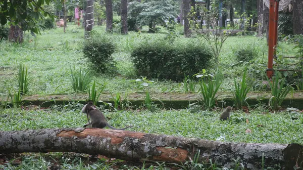 Ormandaki bir grup kuş.