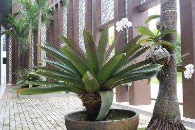 Bahçedeki güzel çiçekler