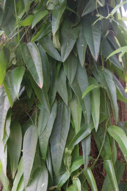 yeşil yapraklar, bitki örtüsü ve doğa