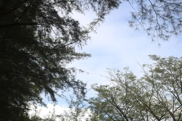 Ormanın güzel manzarası