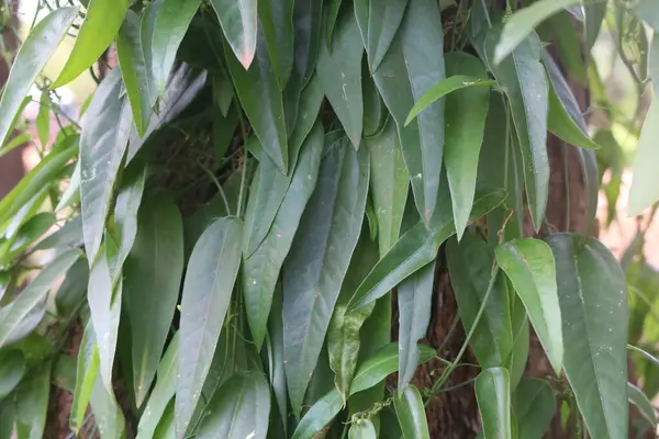 green banana tree leaves
