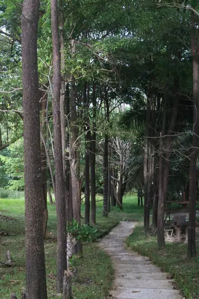 Parkta güzel bir ağaç görüntüsü.