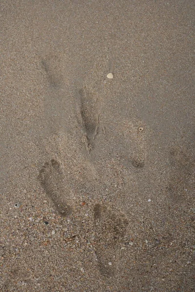dog footprints on the beach