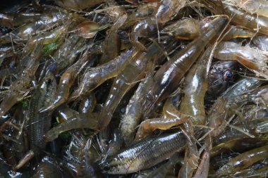 Pazarda taze karides