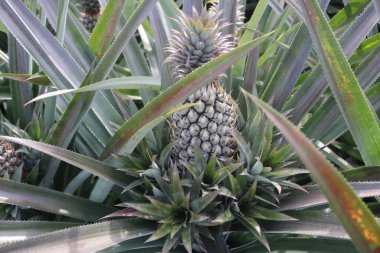 Doğadaki ananas.