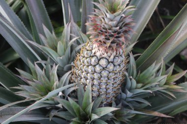 Çiftlikte ananas yetişiyor.