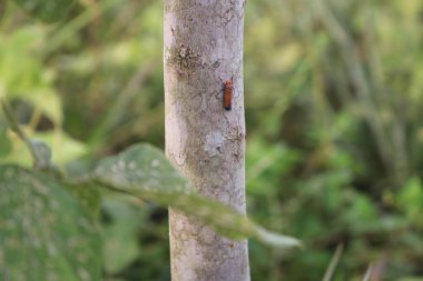 Ormandaki bir kuşun yakın çekimi.