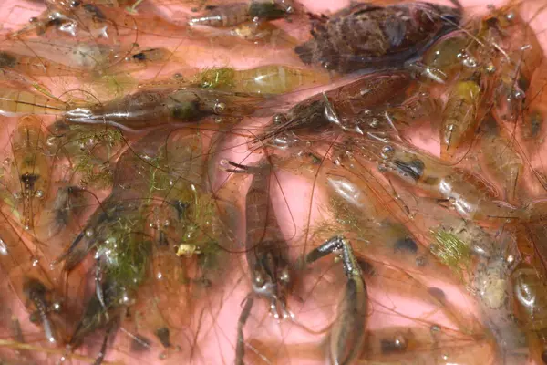 pazarda taze karides