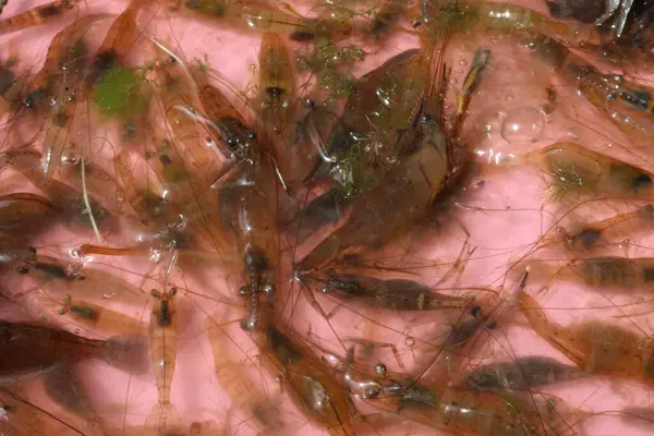 Pazarda taze karides