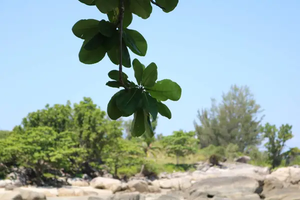 ağaç dalı yeşil yapraklar