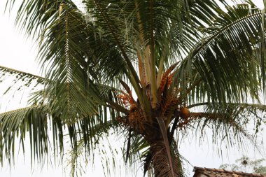 Bahçede hindistan cevizi ağaçları