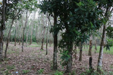 Ormandaki yeşil ağaçlar