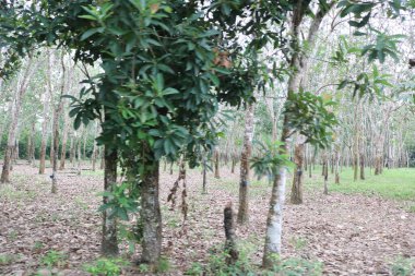 Yeşil yapraklı ağaç ve doğa, tropikal orman arka planı.