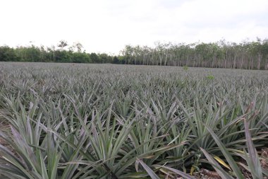 Bahçede yeşil yapraklar