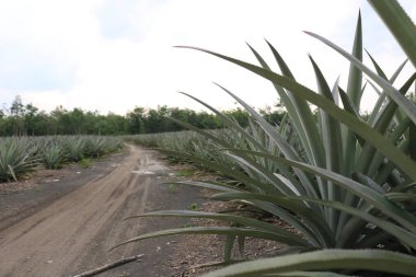 Kırsal manzarası çok güzel.