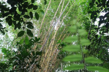 Ormanda yeşil yapraklar