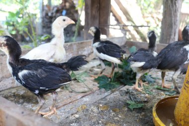 Çiftlikteki beyaz ve siyah bir tavuğun yakın çekimi.