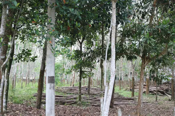 Ormandaki kauçuk ağaçları.