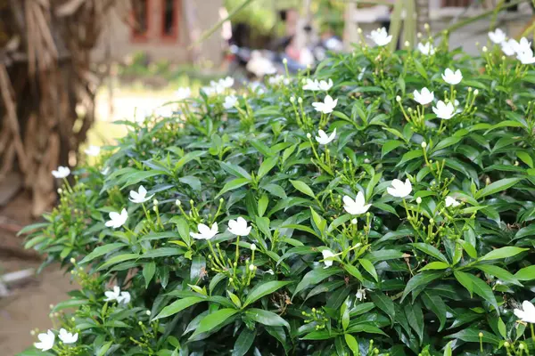 Bahçedeki güzel çiçekler